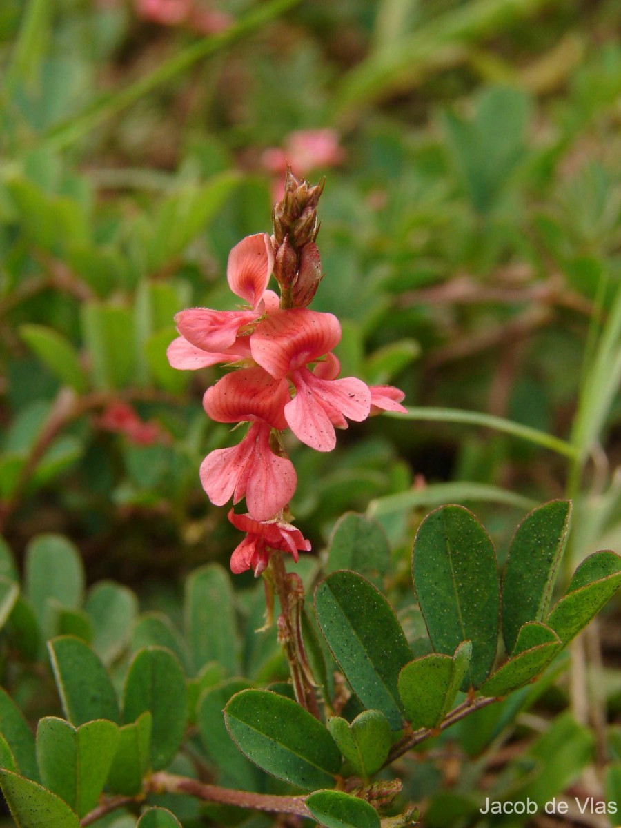 Indigofera spicata Forssk.